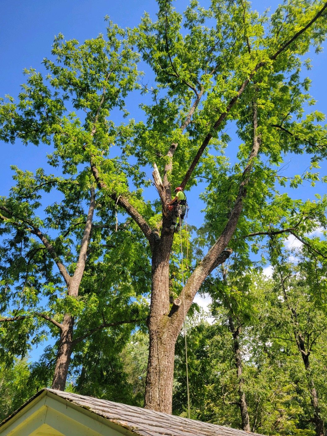 A tall tree with green leaves against a bright blue sky. Parts of the tree have been cut off.