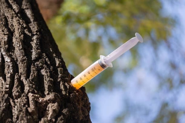 A syringe is sticking out of a tree