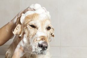Dog bathing