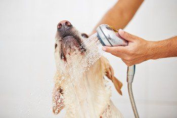 Wash and blow dry for your dog