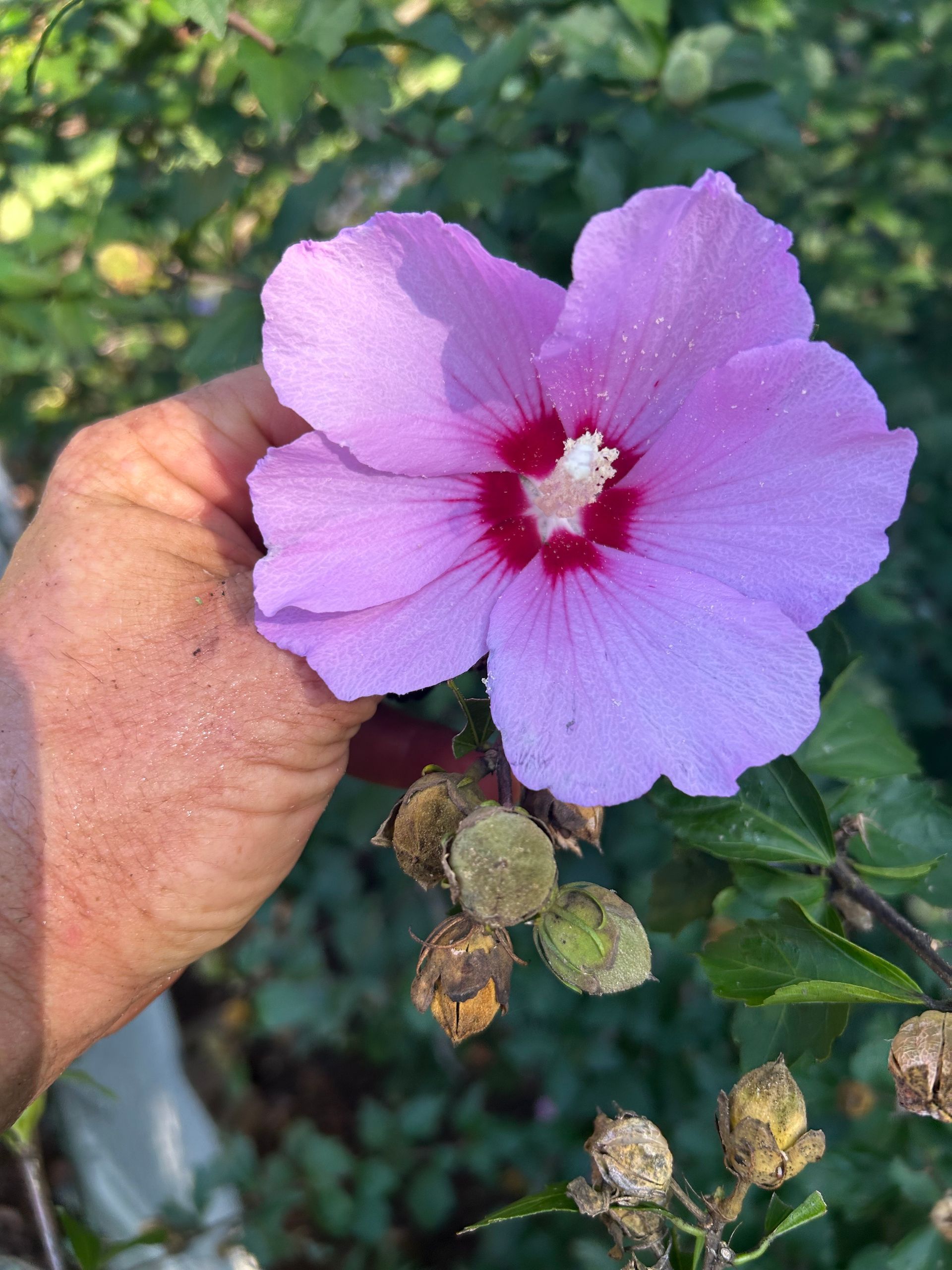 Hand holding a lavender hibiscus flower with a red center, green foliage and seed pods.