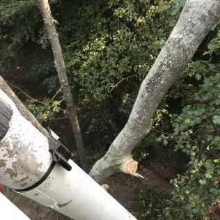 View from a bucket lift. Tree branches, cut limb, green foliage in the background.