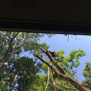 Monkey in a tree, reaching for branch. Sunny, blue sky peeks through the green leaves.