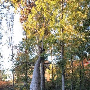 Tall trees with green and gold leaves against a slightly cloudy sky.