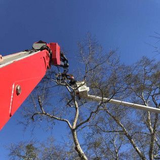 Red crane trimming tree branches against a clear blue sky.