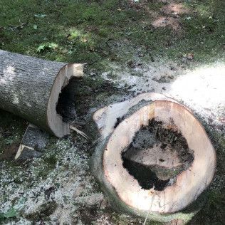 Cut tree log sections on grass, showing hollowed-out interior and wood shavings.