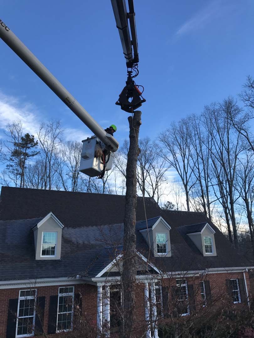 A tree service worker in a lift basket cuts a tall tree near a house with a dark roof.