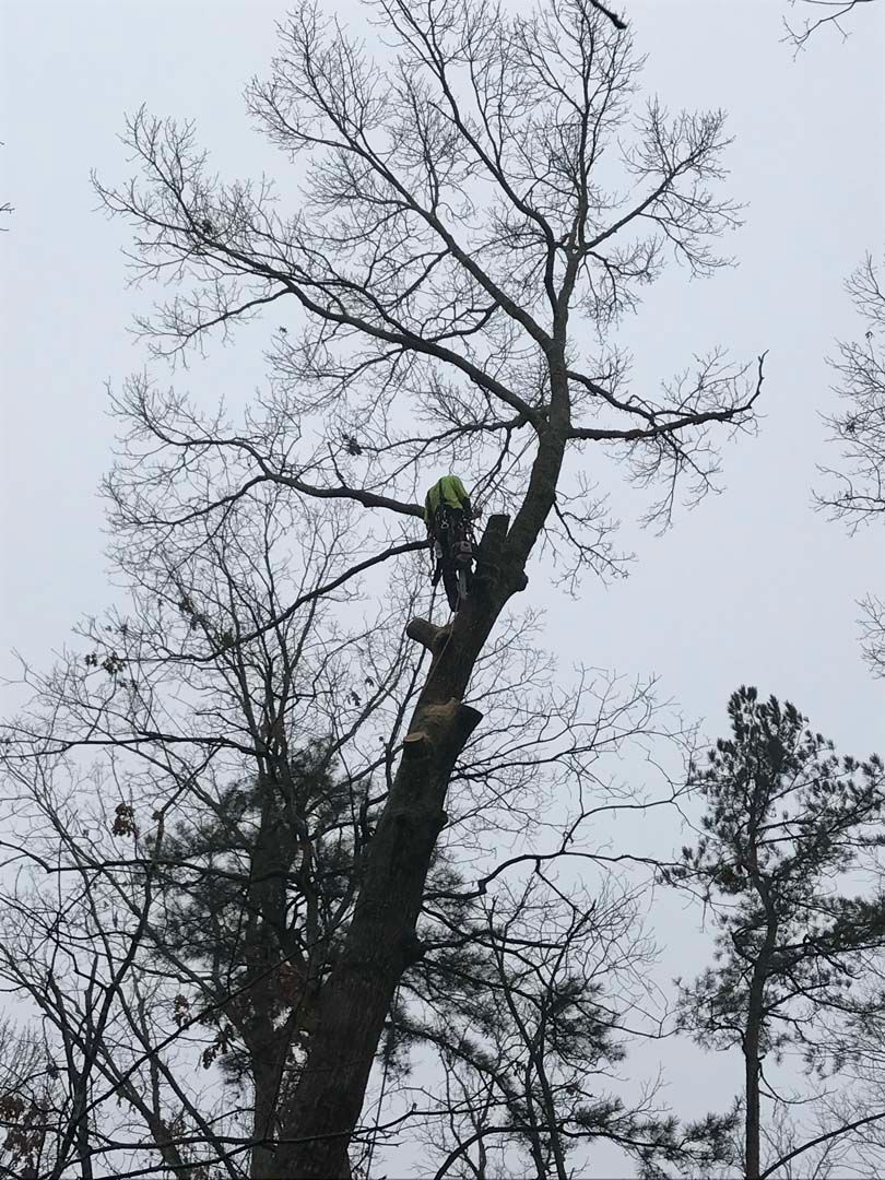 Arborist in a tree, trimming branches. Overcast day.
