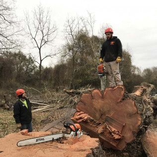 Two people using chainsaws to cut a large tree trunk. One stands on the trunk, the other stands next to it.