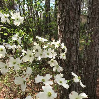 White dogwood blossoms blooming near a tree trunk in a sunny forest setting.