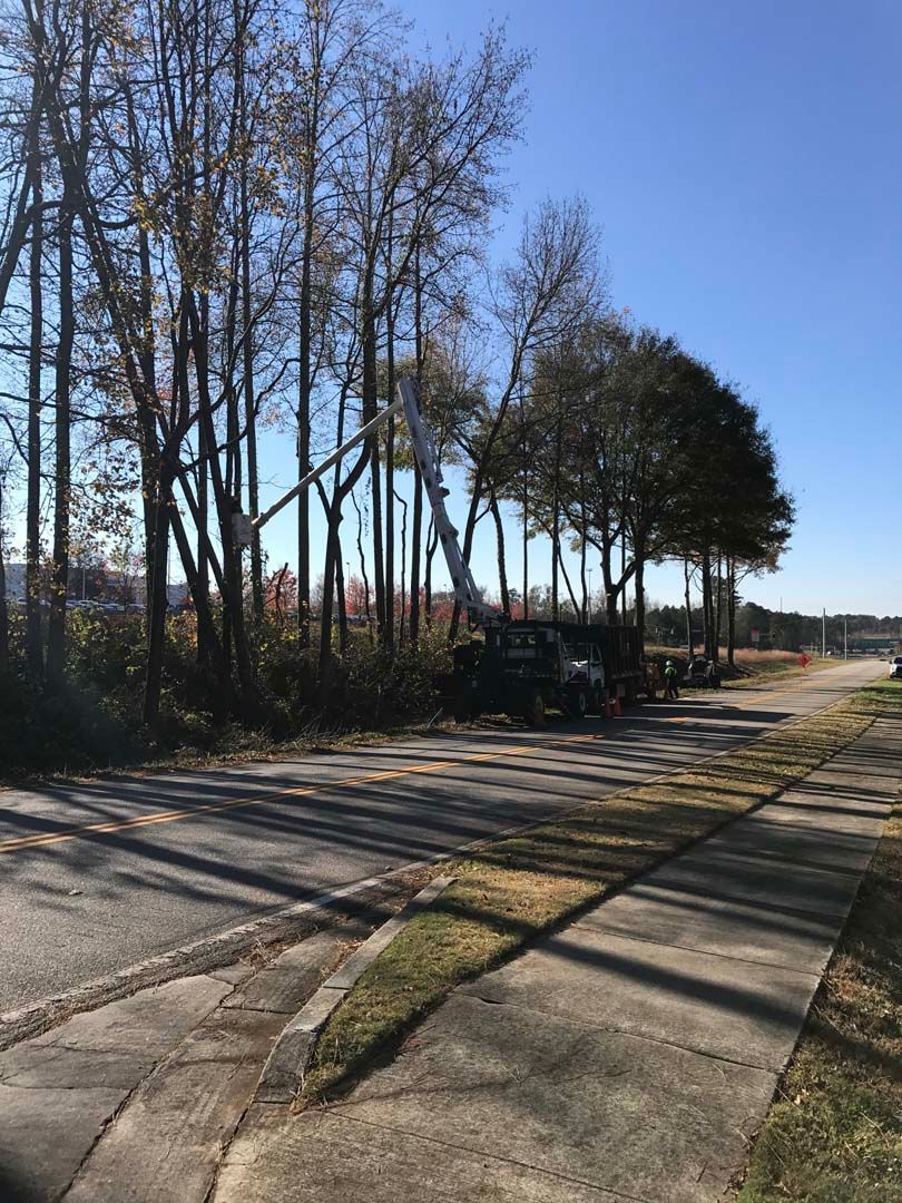 Tree trimming alongside a road; a lift truck is raised, working on tall trees; sunny day.