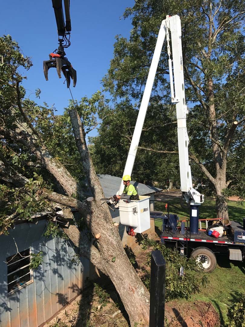 Tree being cut with a crane over a house. A worker in the bucket. Blue sky.