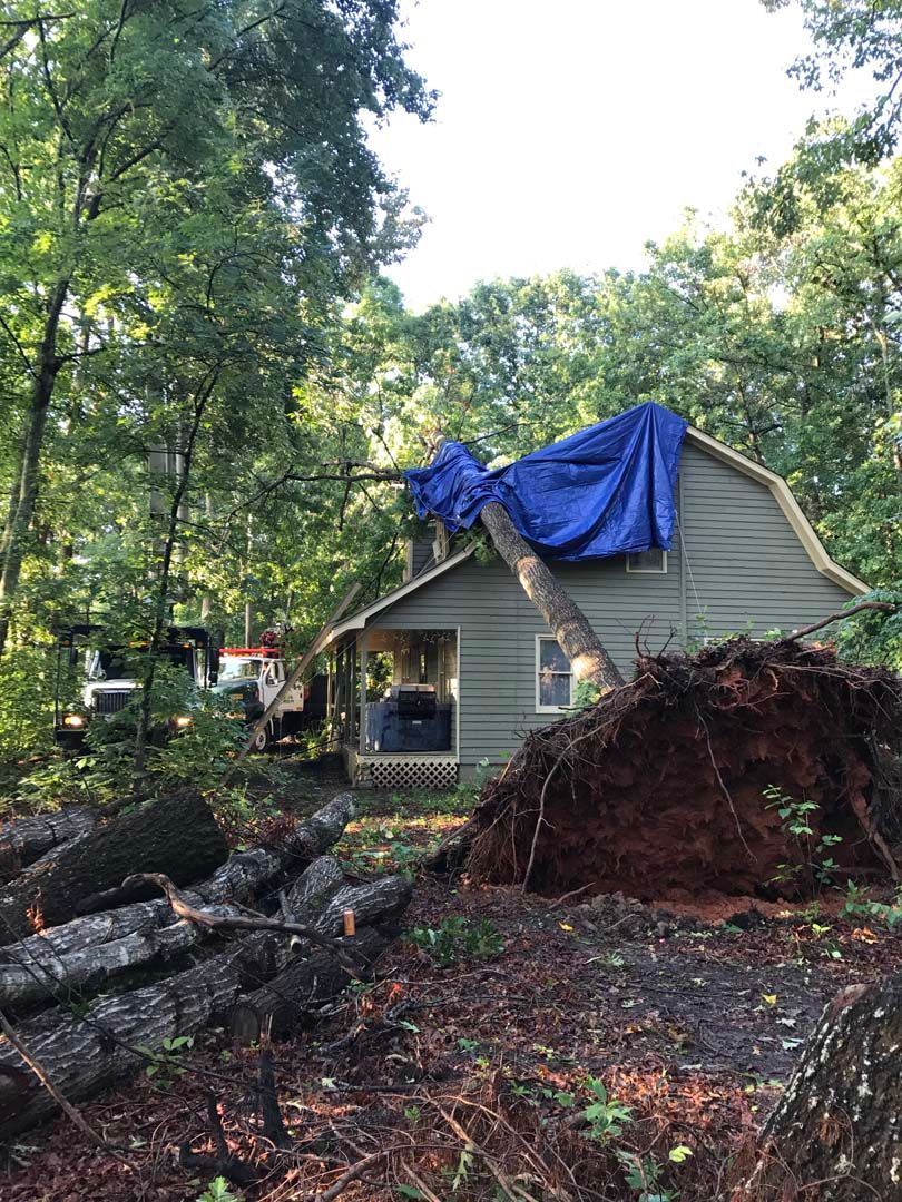 A house with a blue tarp on the roof, damaged by a fallen tree. Logs and a truck are nearby.