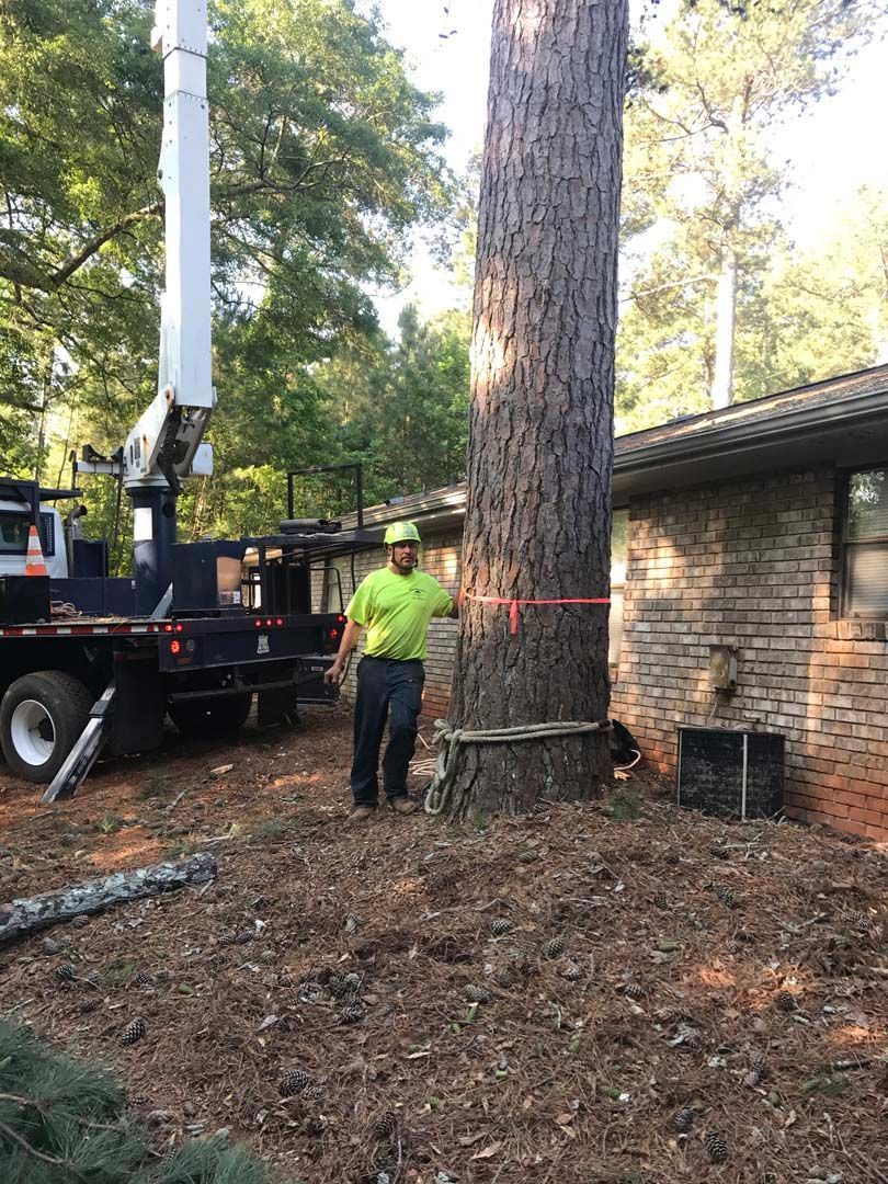 A tree service worker prepares to cut a large tree near a house; bucket truck is visible.
