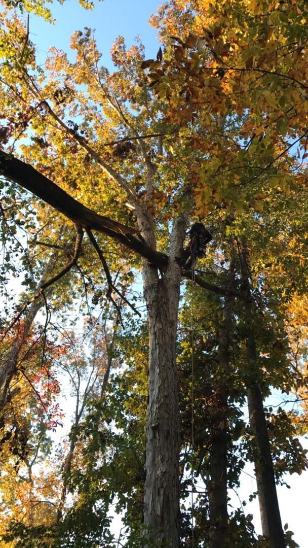 Tall tree with autumn leaves, looking up from the ground. Branch extending left. Sunlight through the foliage.