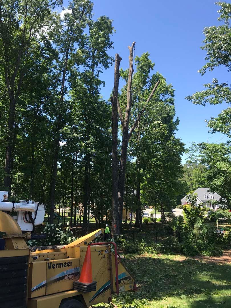 Tree being trimmed, wood chipper in foreground, person working, sunny day.