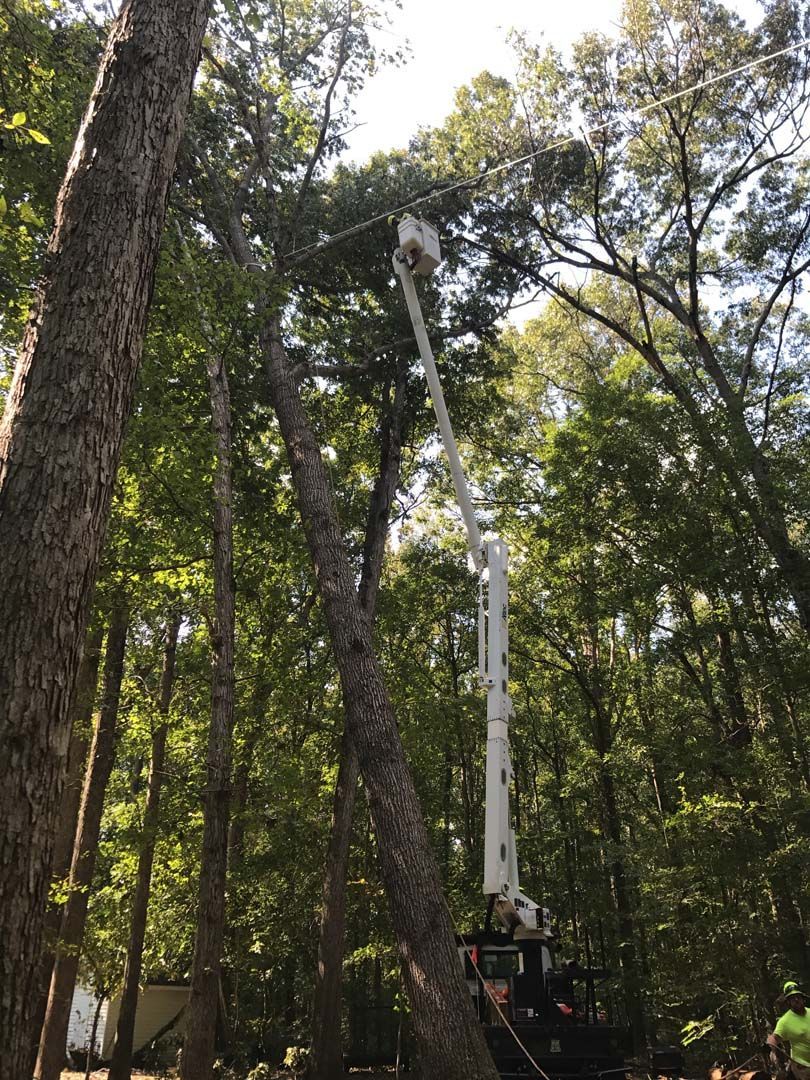 Tree service cutting tree branches with a boom lift on a sunny day.