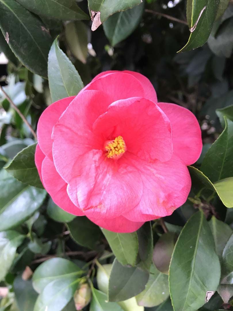 Pink camellia flower with yellow center, surrounded by green leaves.