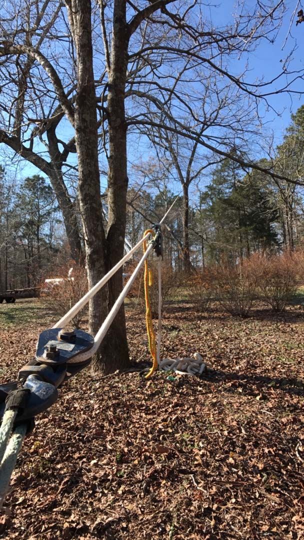 Swing set hanging from a tree in a sunny yard.