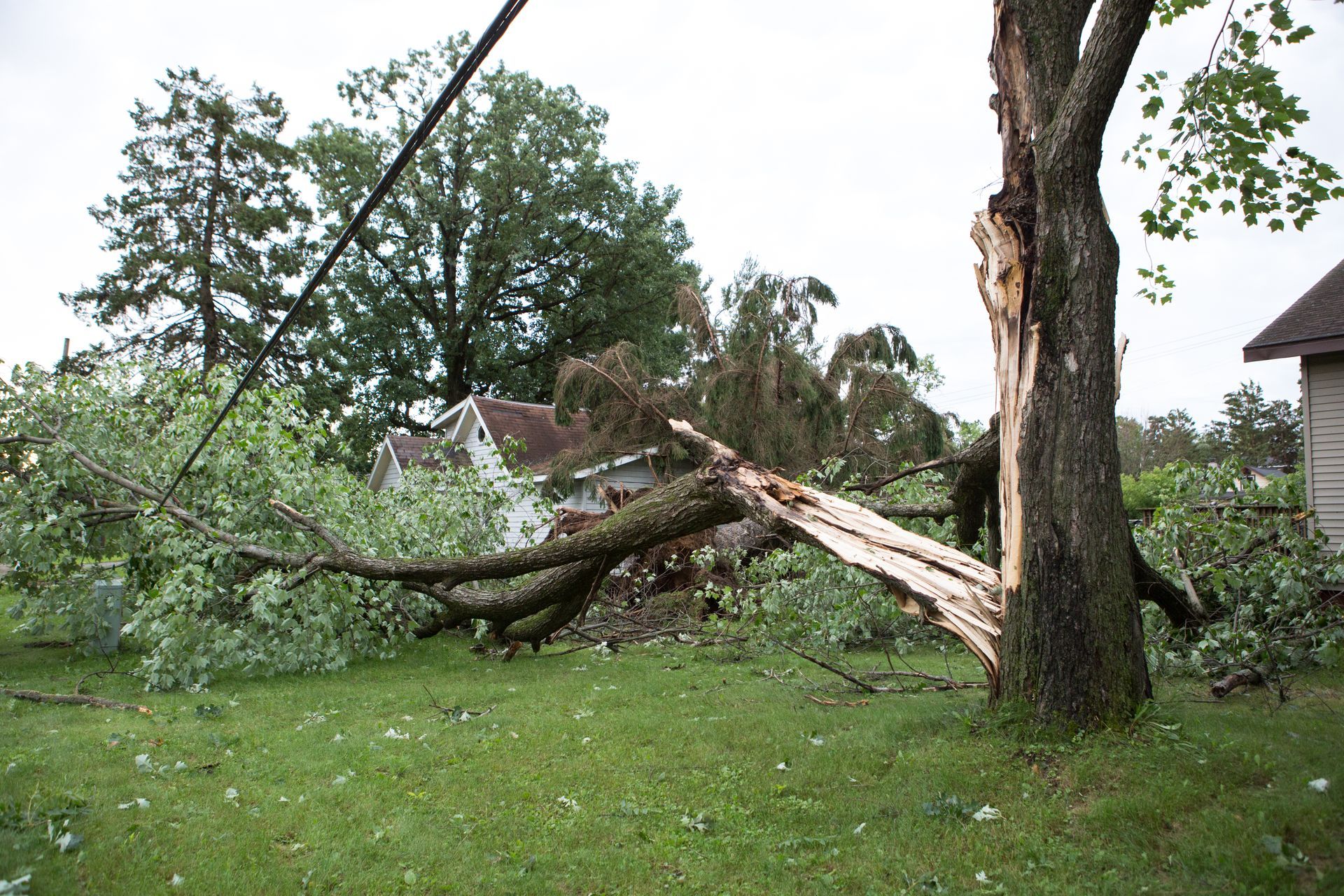 A large tree broken after a storm, with debris on a green lawn. A house and power lines are visible in the background.
