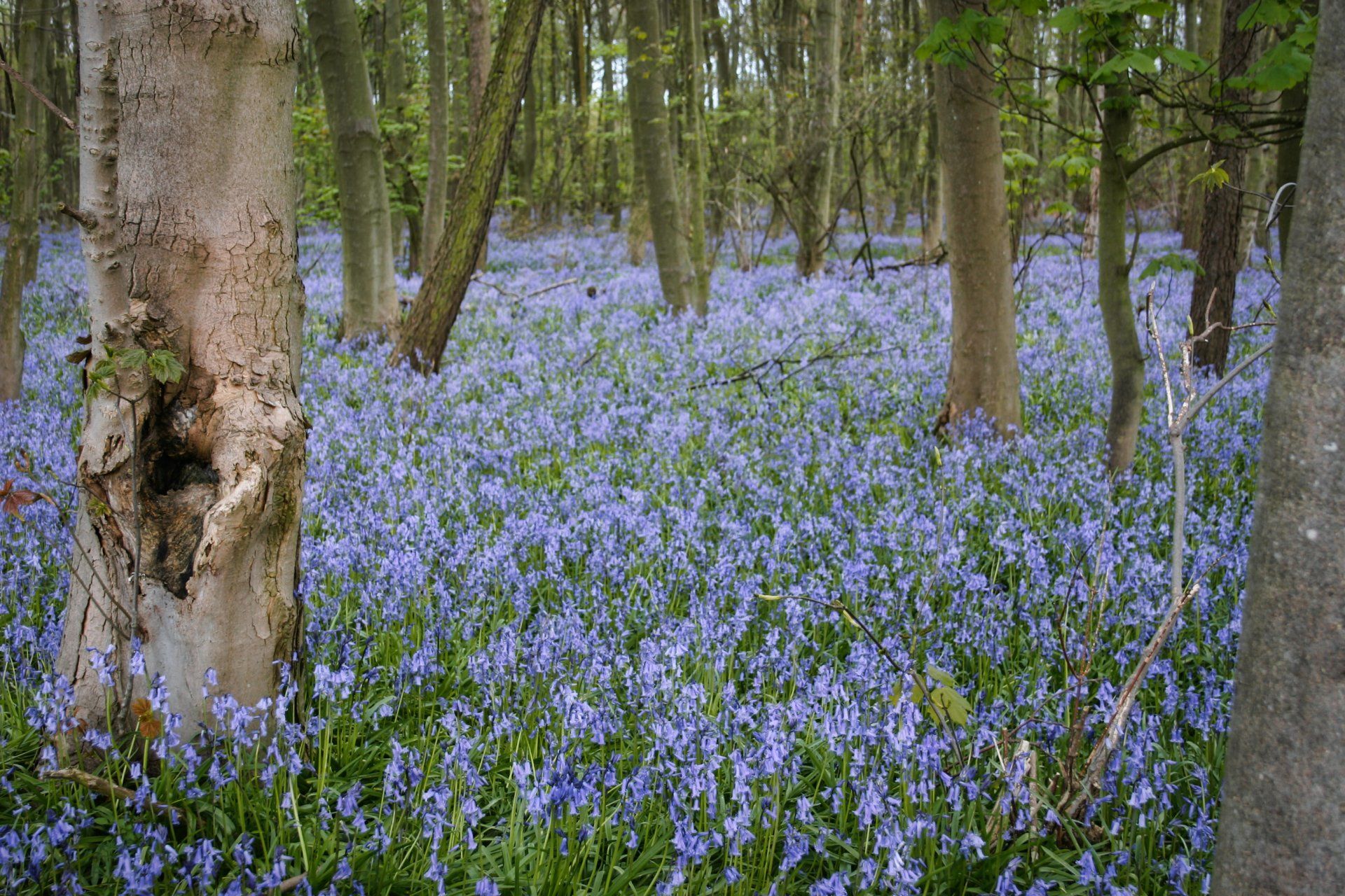 A forest filled with lots of blue flowers and trees