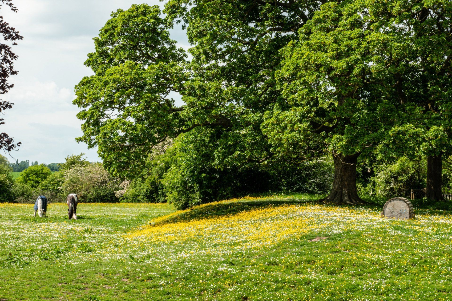 A group of horses are grazing in a grassy field surrounded by trees.