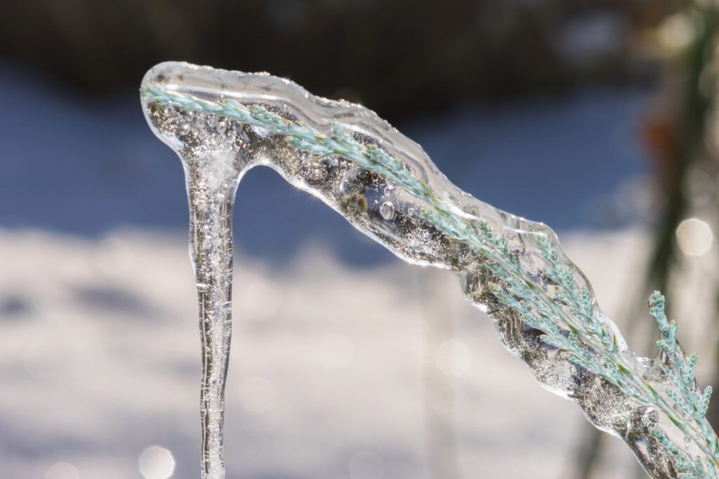 Ice-covered plant stem, with clear icicles hanging. Blue-green stem against a blurred snow background.