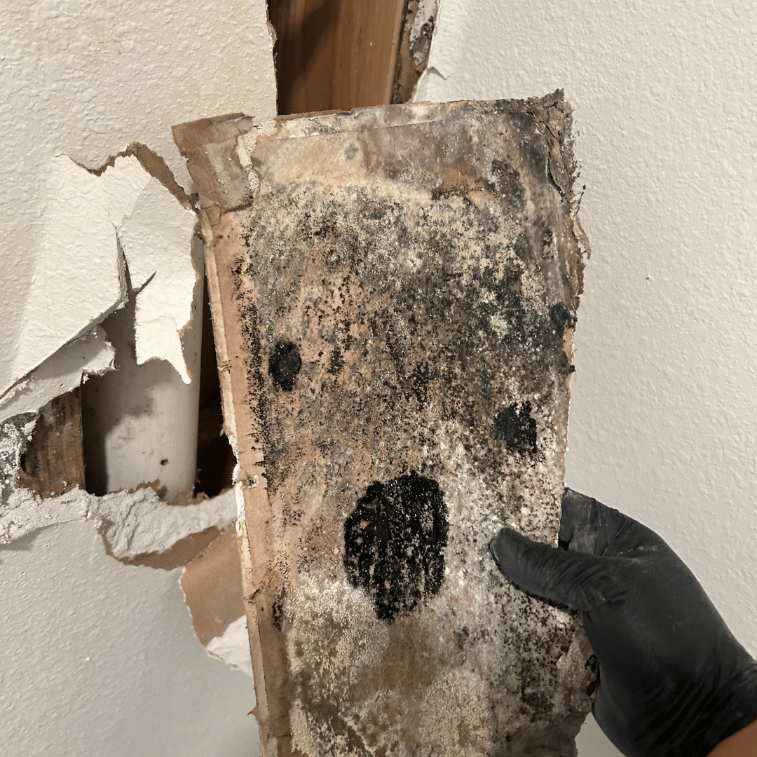 Black-gloved hand holding a moldy wood stud pulled from a damaged wall. Gray, black mold covers the wood - HRS Restoration Services in Aurora, CO.