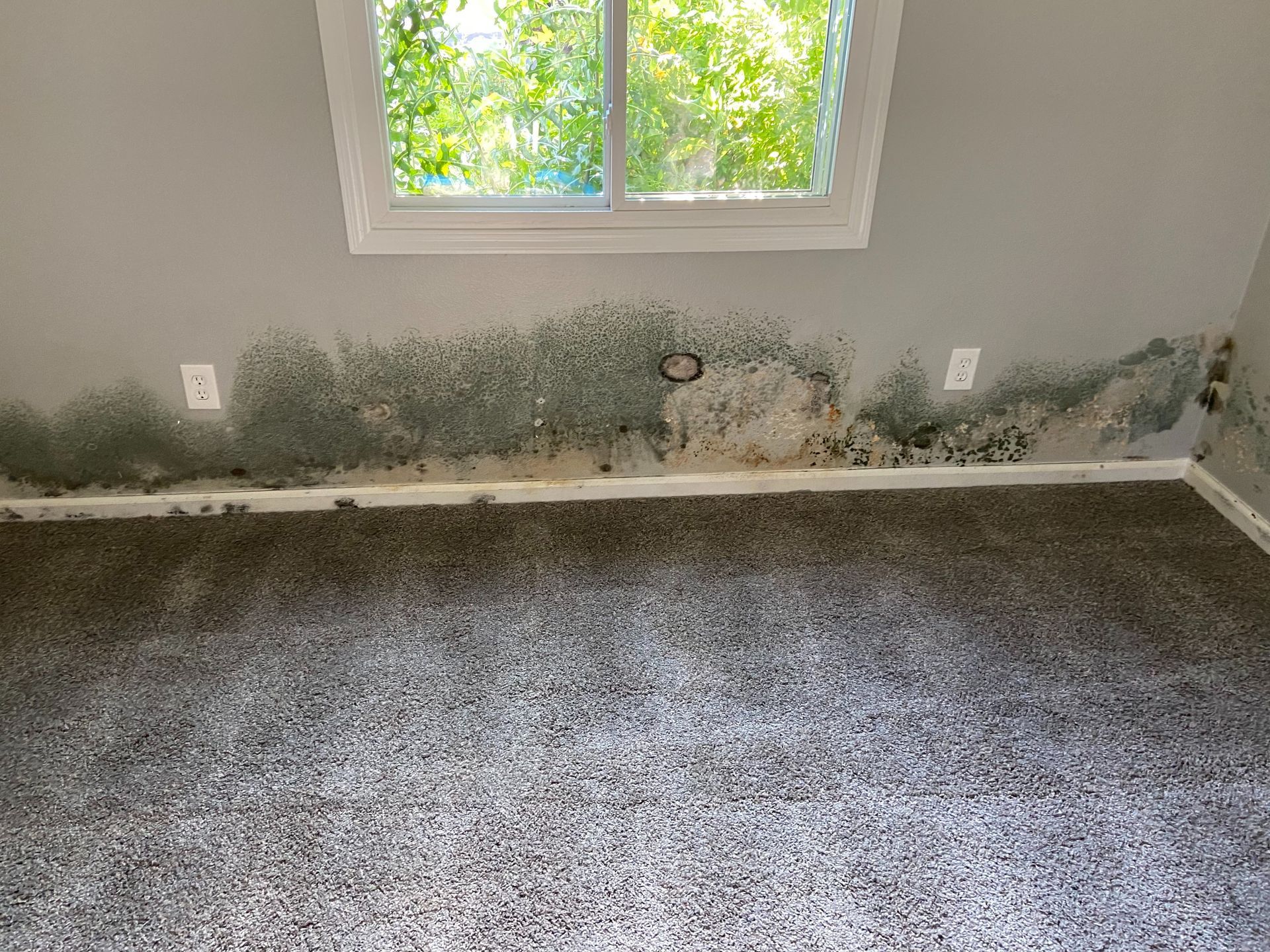 Mold damage on interior wall treated by HRS Restoration Services in Denver Colorado