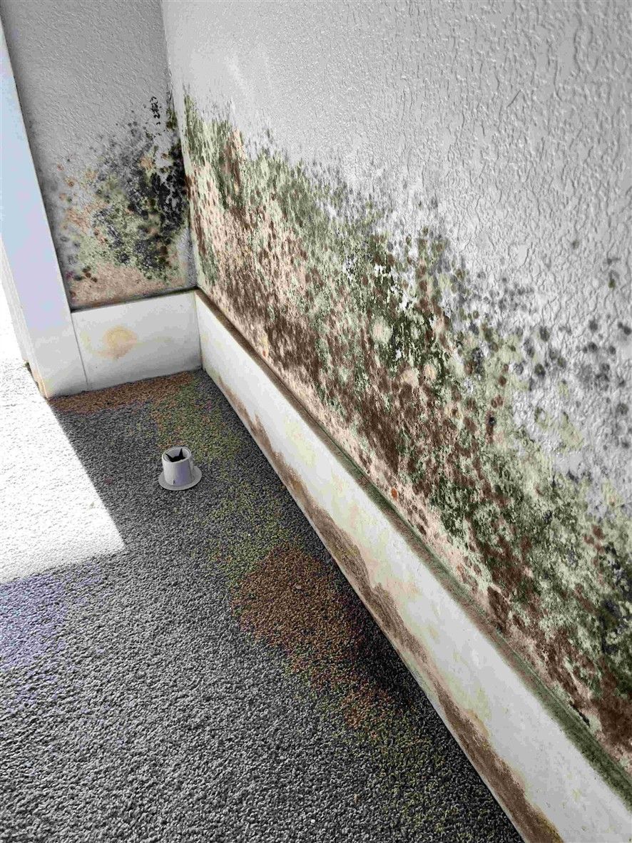 Mold growth on interior walls and baseboard. Green, brown, and black discoloration, with a gray floor. Restoration service by HRS