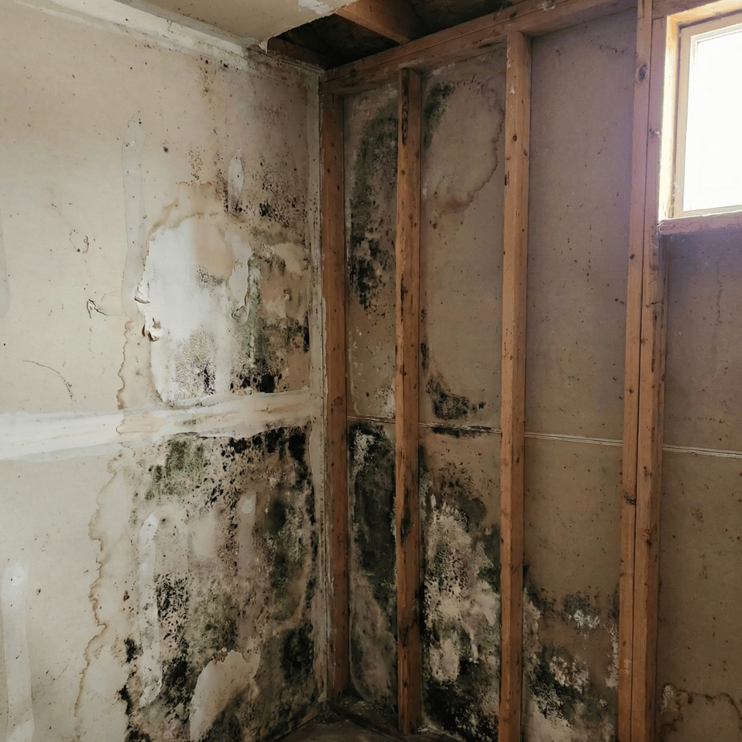 Exposed wall cavity showing hidden mold growth behind drywall in a Colorado Springs home prior to HRS professional mold remediation.