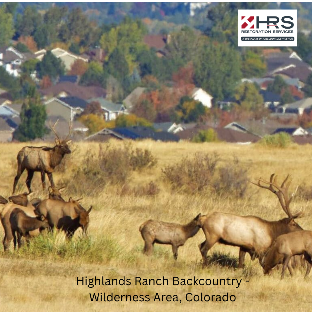 highlands-ranch-backcountry-open-space-elk-colorado.jpg
