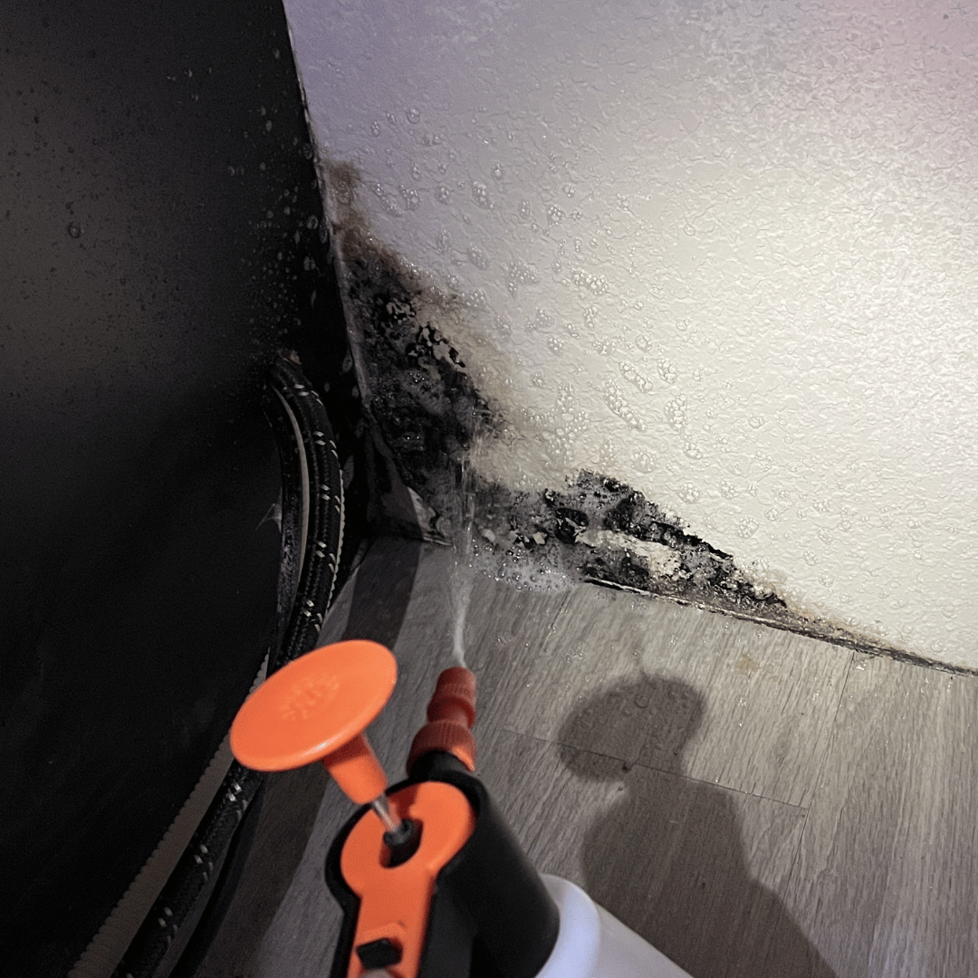 Close-up of black mold growth being treated during professional mold remediation in Lakewood, CO done by HRS Technician.