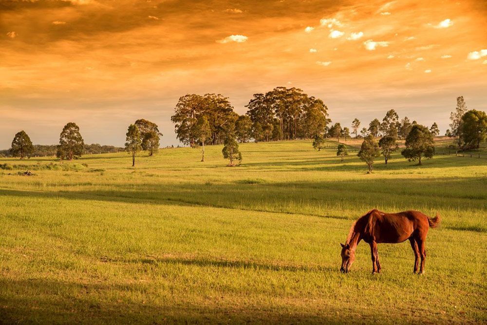 A Horse Is Grazing in A Grassy Field at Sunset — ShedPro Constructions in Taree, NSW