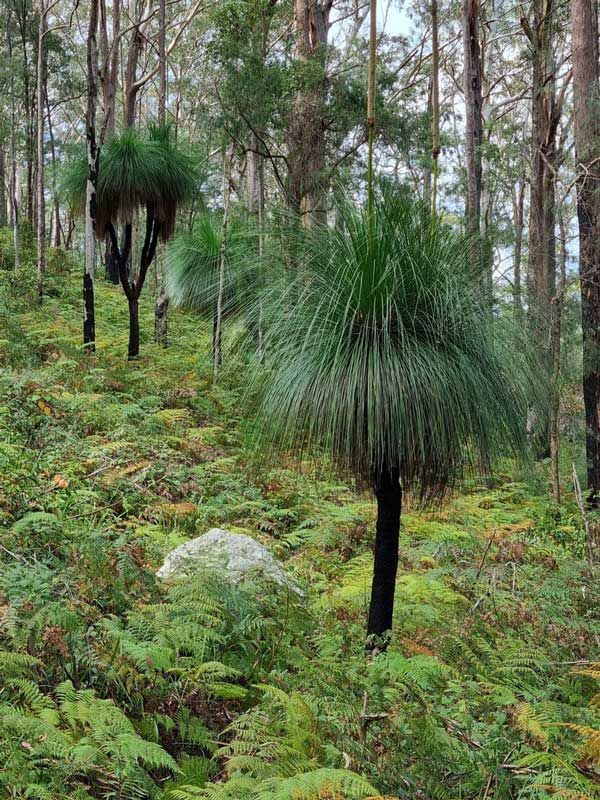 A Lush Green Forest Filled With Trees and Ferns — ShedPro Constructions in Bulahdelah, NSW