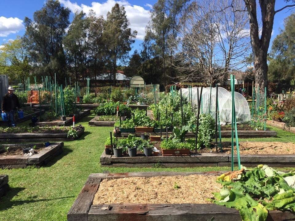 A Garden With Lots of Plants and a Greenhouse in the Background — ShedPro Constructions in Darawank, NSW