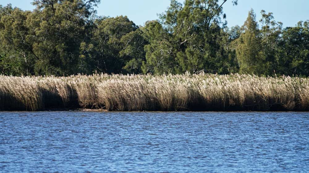 A Large Body of Water Surrounded by Tall Grass and Trees — ShedPro Constructions in Raymond Terrace, NSW