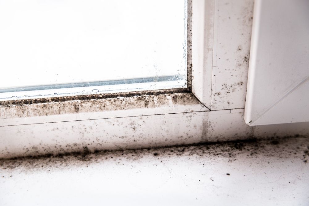 Moldy window frame close-up; black and brown mold visible on white plastic.