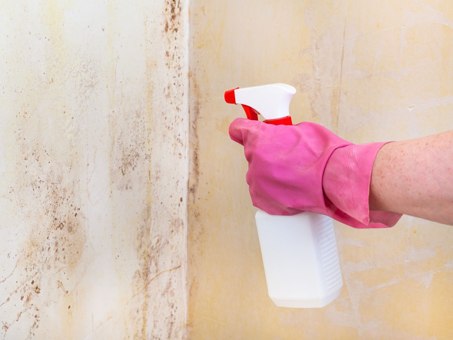 A person wearing pink gloves is spraying a spray bottle on a wall.