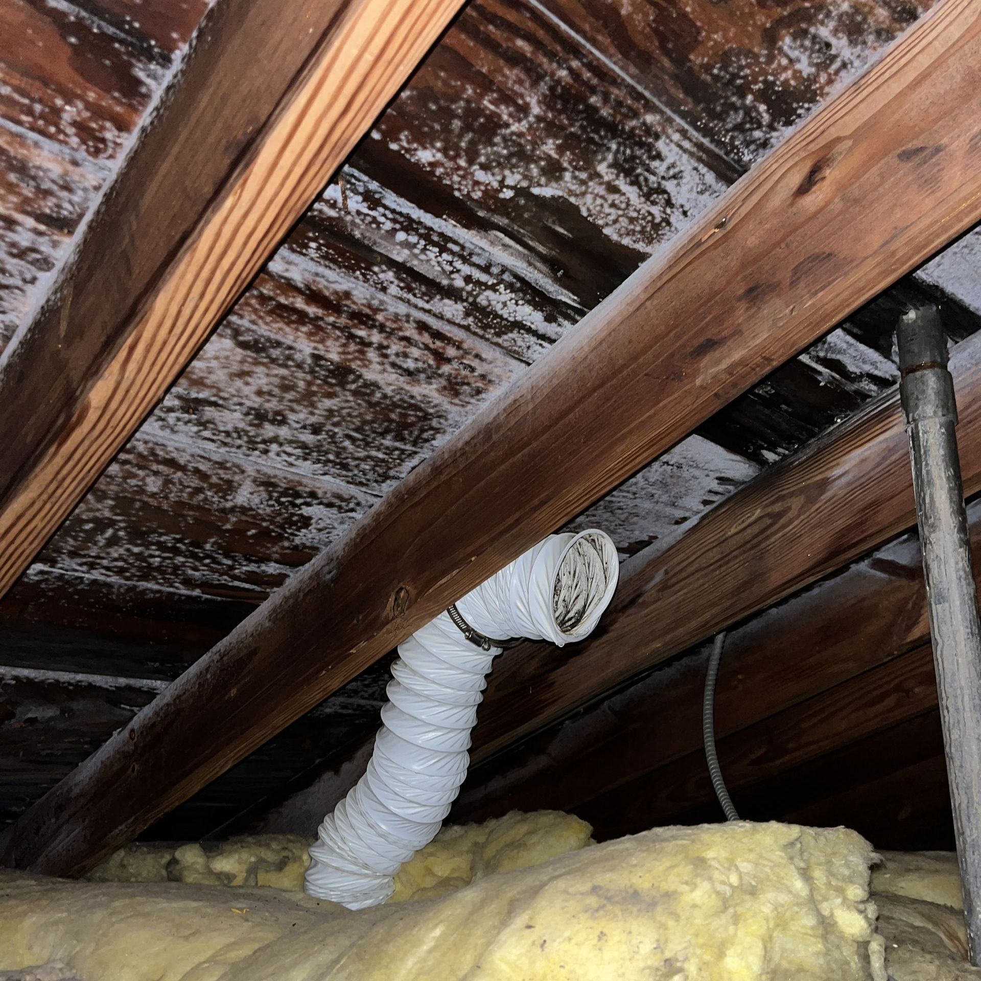 attic mold