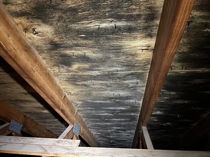 Attic rafters and plywood sheathing covered in dark, widespread mold, indicating significant moisture and ventilation issues.