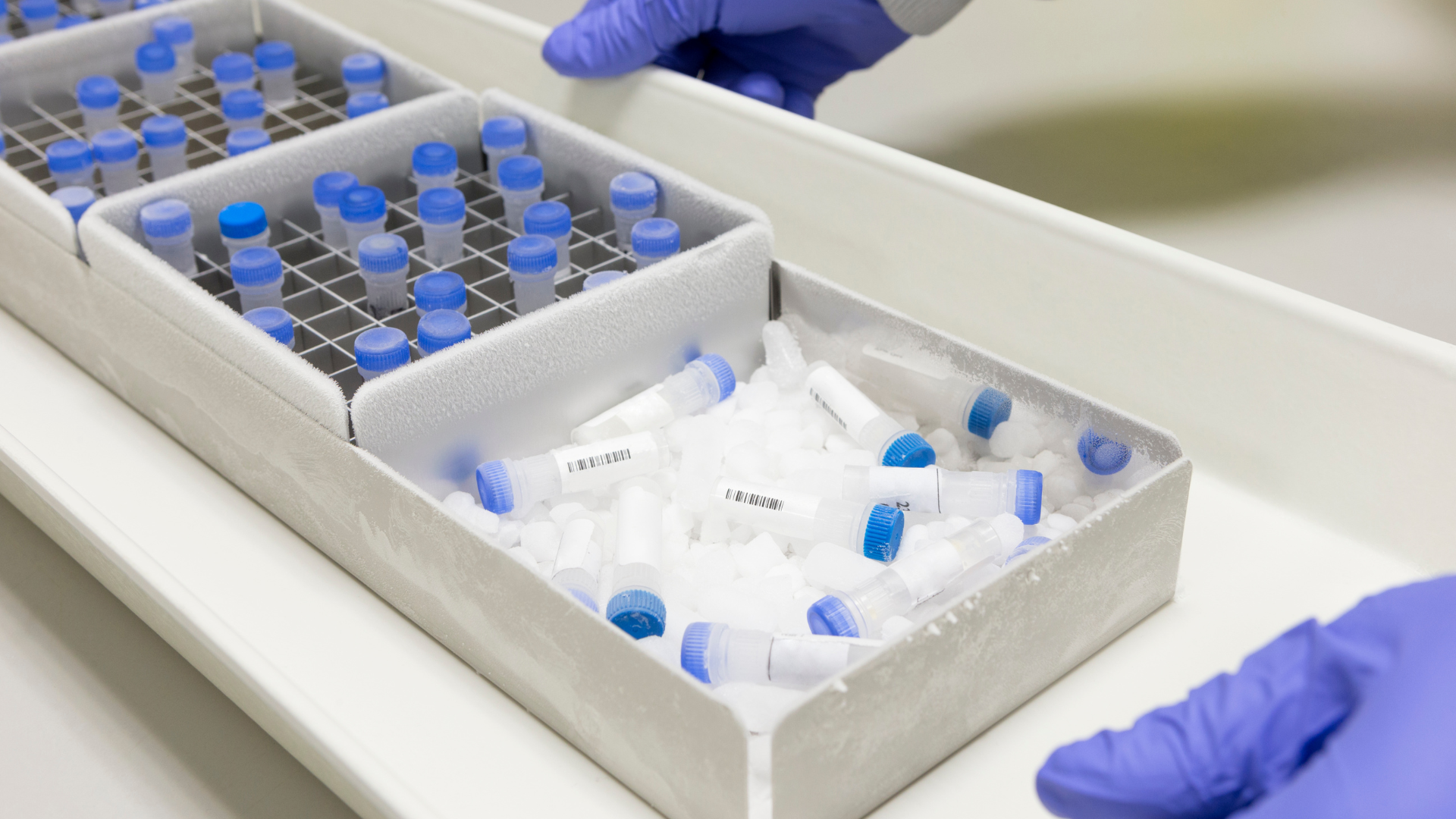 Gloved hands holding a tray of lab tubes, some in racks, others loose, all with blue caps.