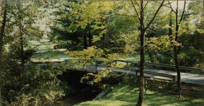 View of a bridge inside a forest
