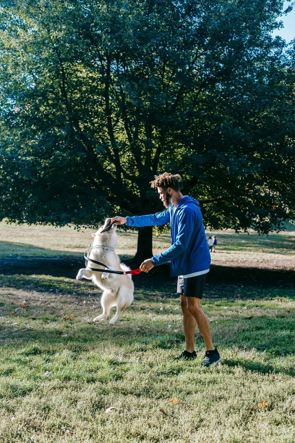 Man in blue plays with a dog in a park; the dog jumps up, leash in hand, surrounded by trees and grass.