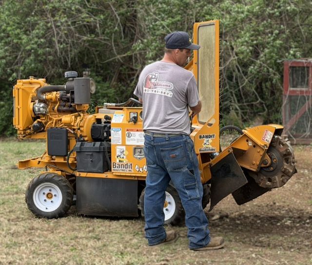 A person wearing a grey shirt and blue jeans operates a yellow Bandit stump grinder in a grassy outdoor area.