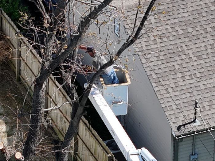 A worker in a bucket truck lifts over a wooden fence to prune tree branches near the side of a house.