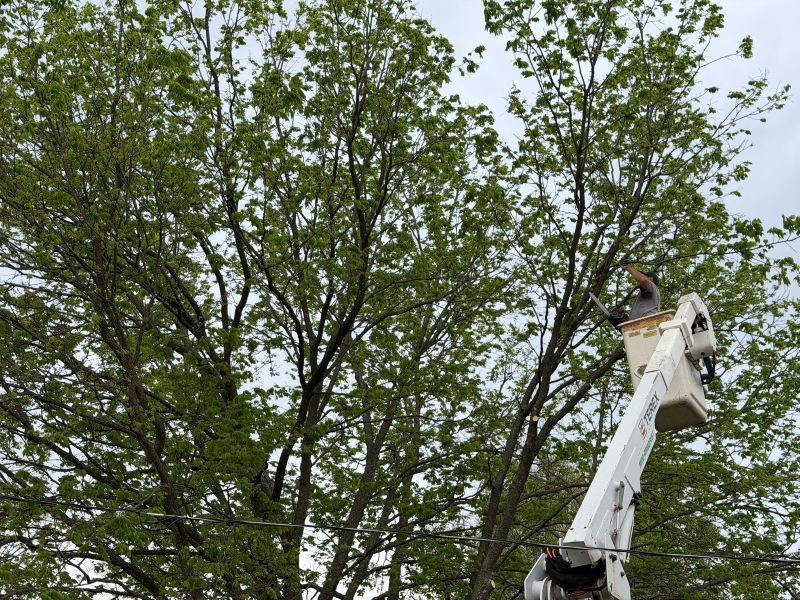 An arborist in a hydraulic bucket lift trimming high branches of a large, leafy green tree.