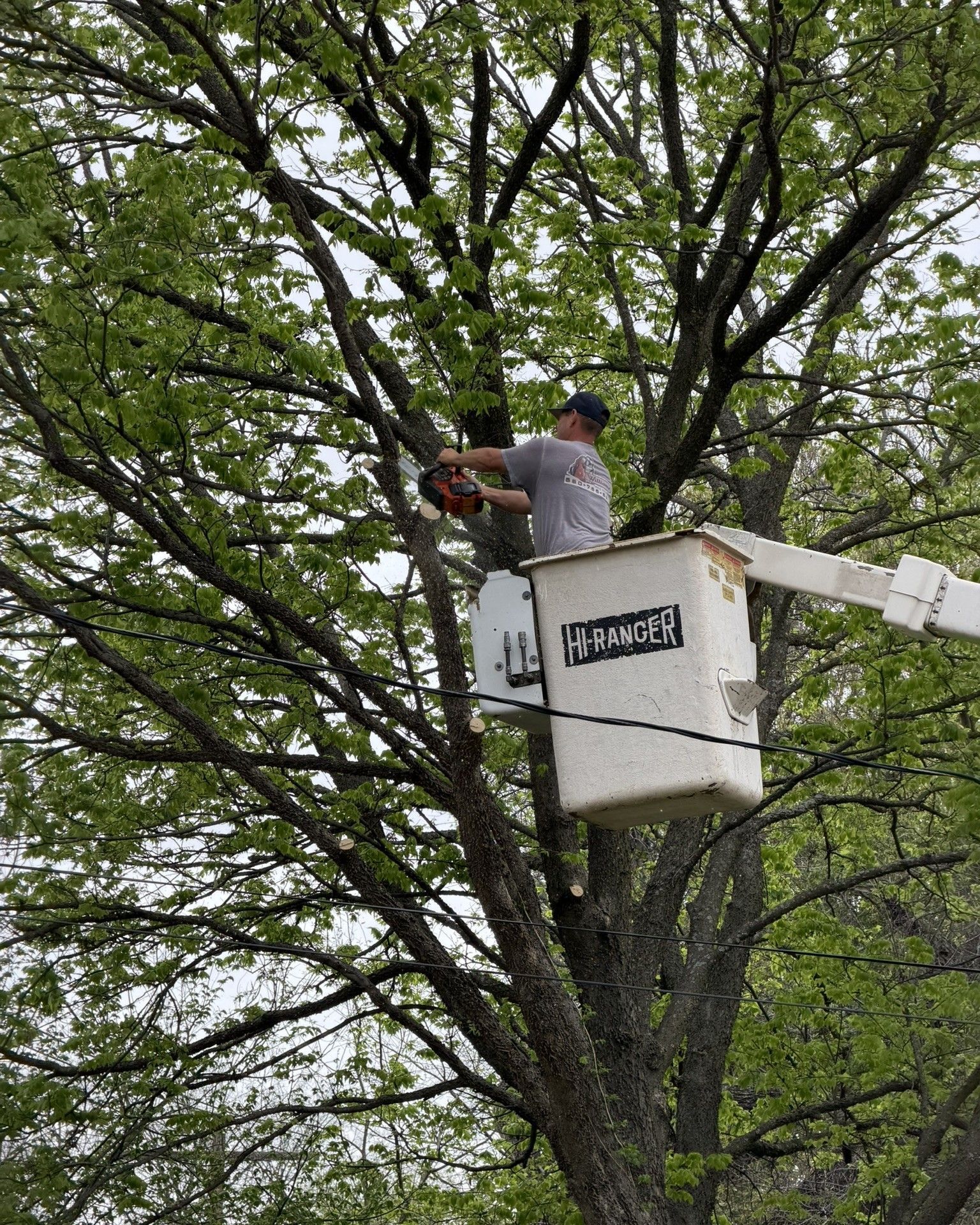 A worker in a bucket truck uses a chainsaw to prune branches high in a leafy tree.
