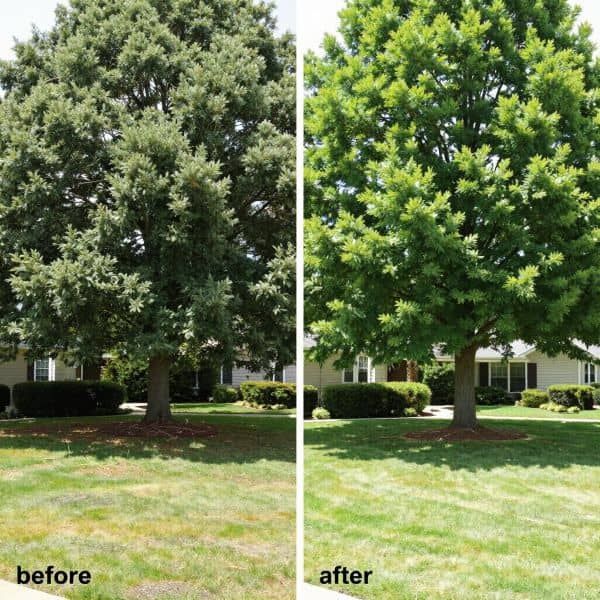 Before and after tree trimming