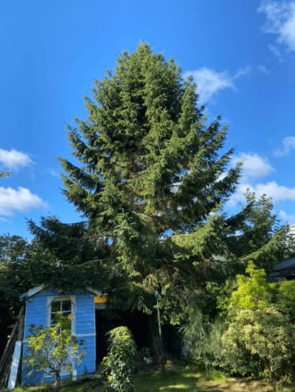 Large tree